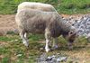 Kells Sheep Centre