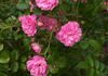 Kylemore Abbey Garden