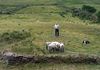 Brendan Ferris, Kells Sheep Centre