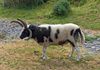 Kells Sheep Centre
