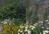 Kylemore Abbey Garden
