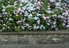 Muckross House
