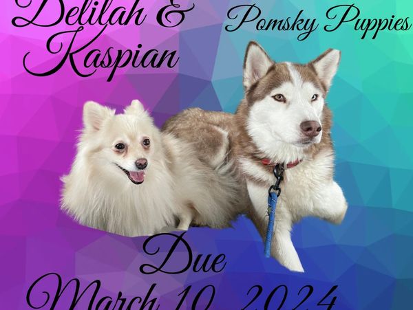 Delilah & Kaspian are due around March 10, 2024. We are so excited! Ultrasound shows at least 4 pups