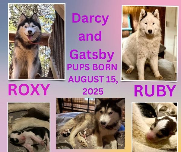 We have 2 beautiful Female Siberian Huskies pup’s available! Will be ready for their furever familie