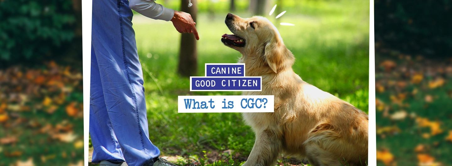Canine Good Citizen Classes CGC AKC