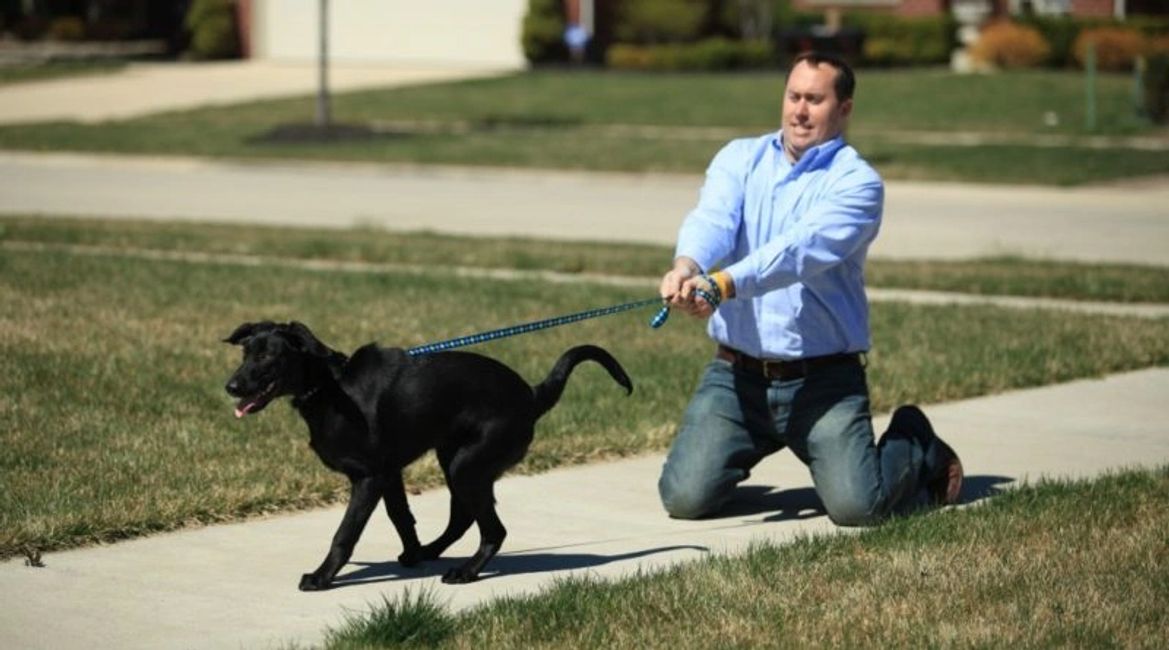 Beginner Obedience Class DogWatch Doggie Day Care & Boarding