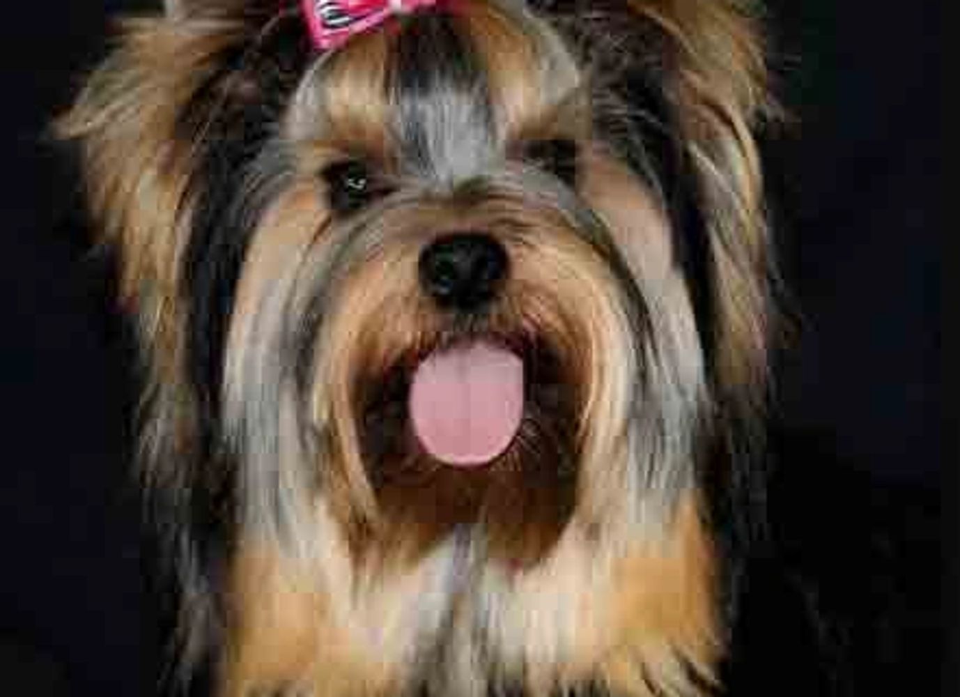 Lexa is one of my adult yorkie girls. Gorgeous and thick coated she produced amazing pups