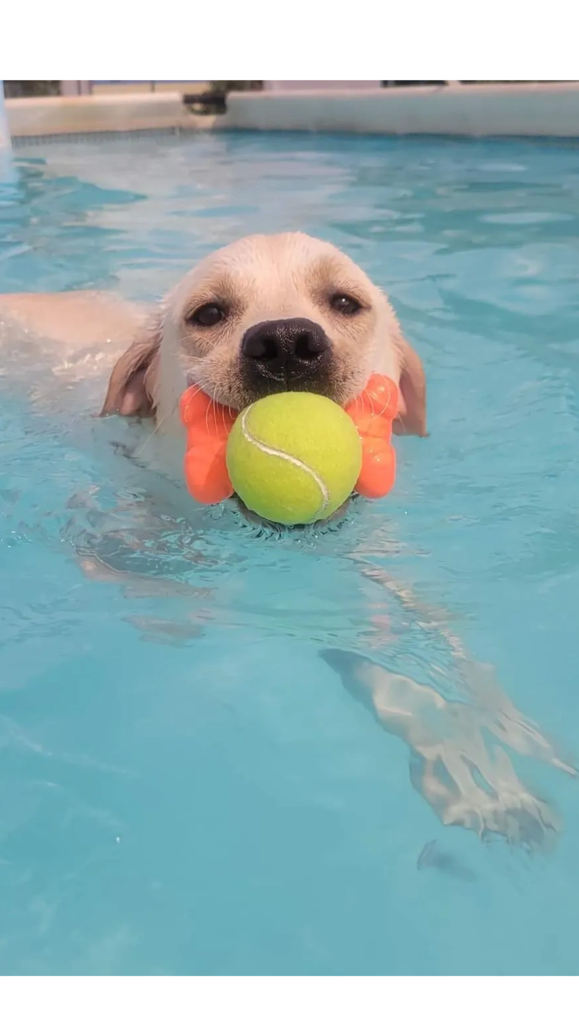 UltimuttKnoxville Dock Diving, Swimming Pool, Dog Pool