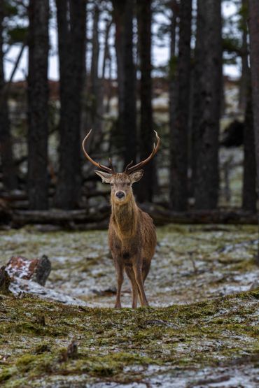 Red Deer taken at Alvie & Dalraddy, Cairngorms, Scotland.