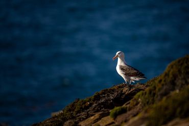 Black Browed Albatross, taken on Saunders Island, Falkland Islands.