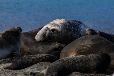Elephant Seals, South Georgia