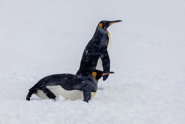 Kings Penguins - Snow Whiteout, Fortuna Bay, South Georgia.