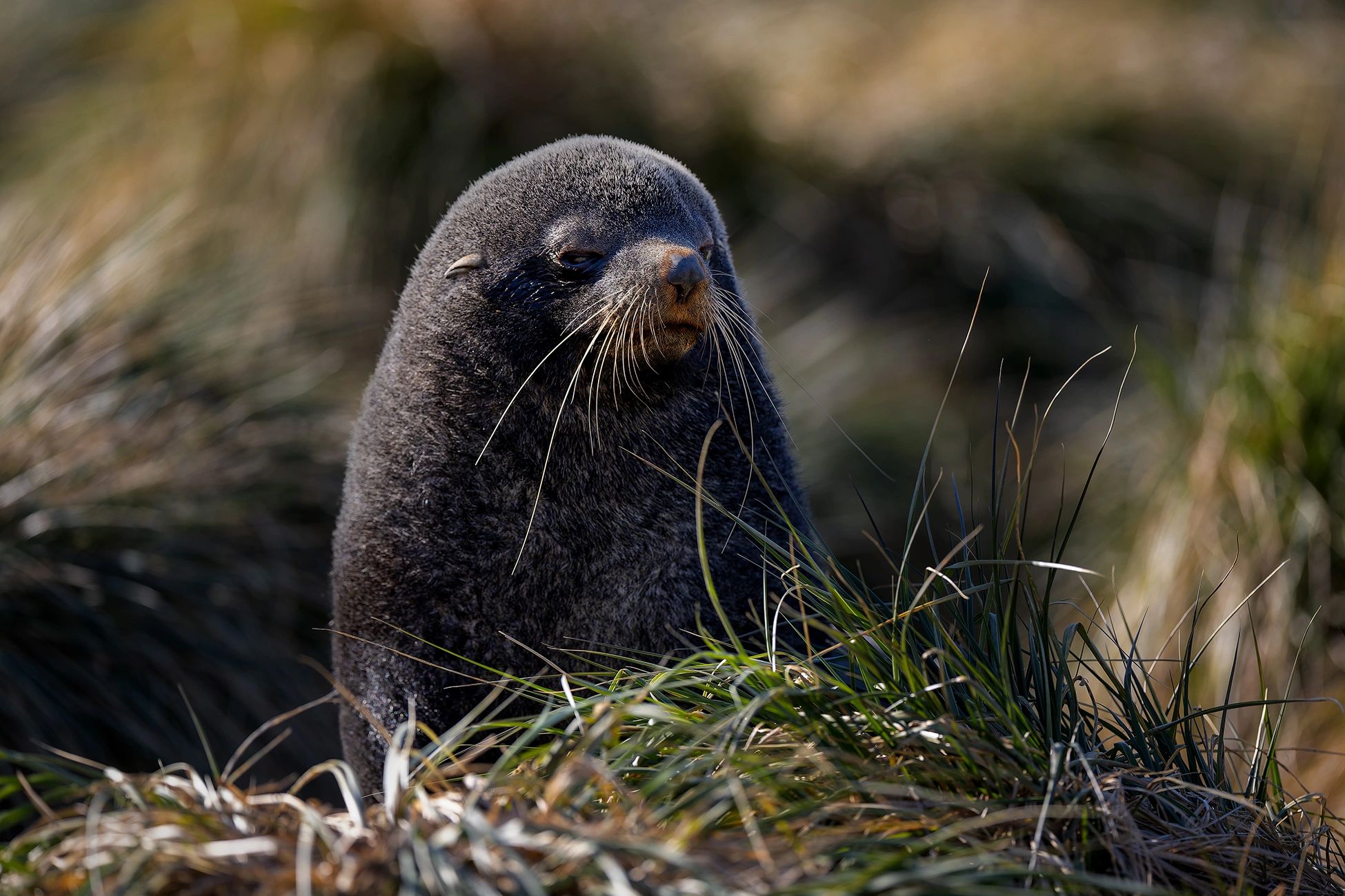 Fur Seal Pup, taken at Jason Harbour,  South Georgia