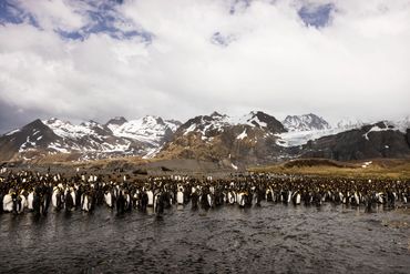 King Penguins at Gold Harbour, South Georgia.