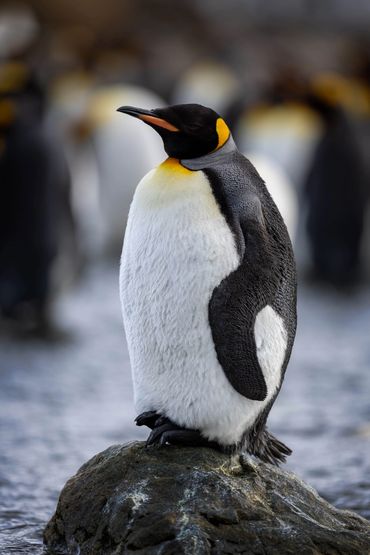King Penguin, standing on a rock, Gold Harbour, South Georgia.