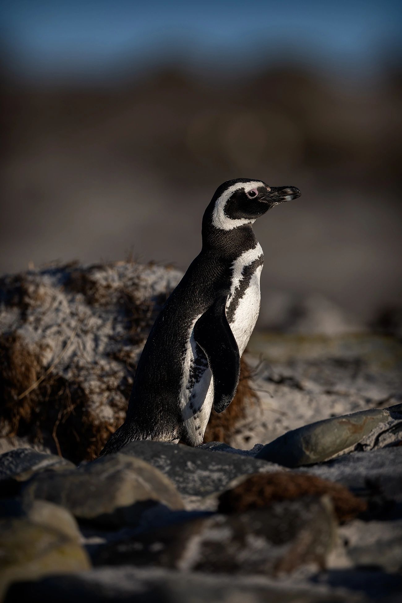 Magellanic penguin, taken at Sea Lion Island, Falkland Islands.