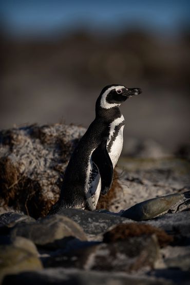 Magellanic penguin, taken at Sea Lion Island, Falkland Islands.