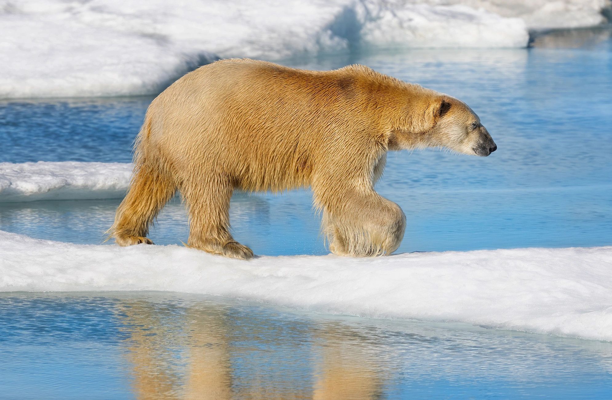 Polar Bear taken at 82 degrees North, on a photographic trip to Svalbard.