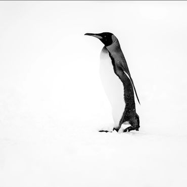 Kings Penguin - Snow Whiteout, Fortuna Bay, South Georgia.