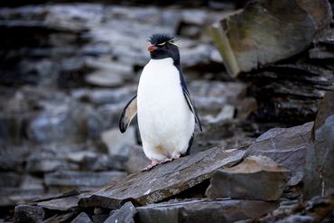 Southern Rockhopper penguin, taken on Falkland East.