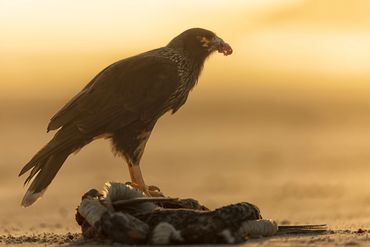 Striated Caracara, taken on the Falkland Islands.