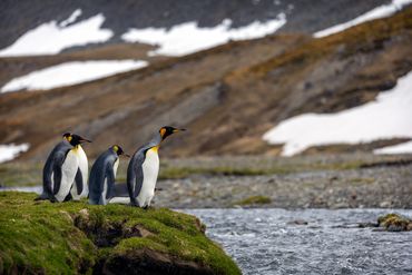 Kings Penguin Stromness, South Georgia.