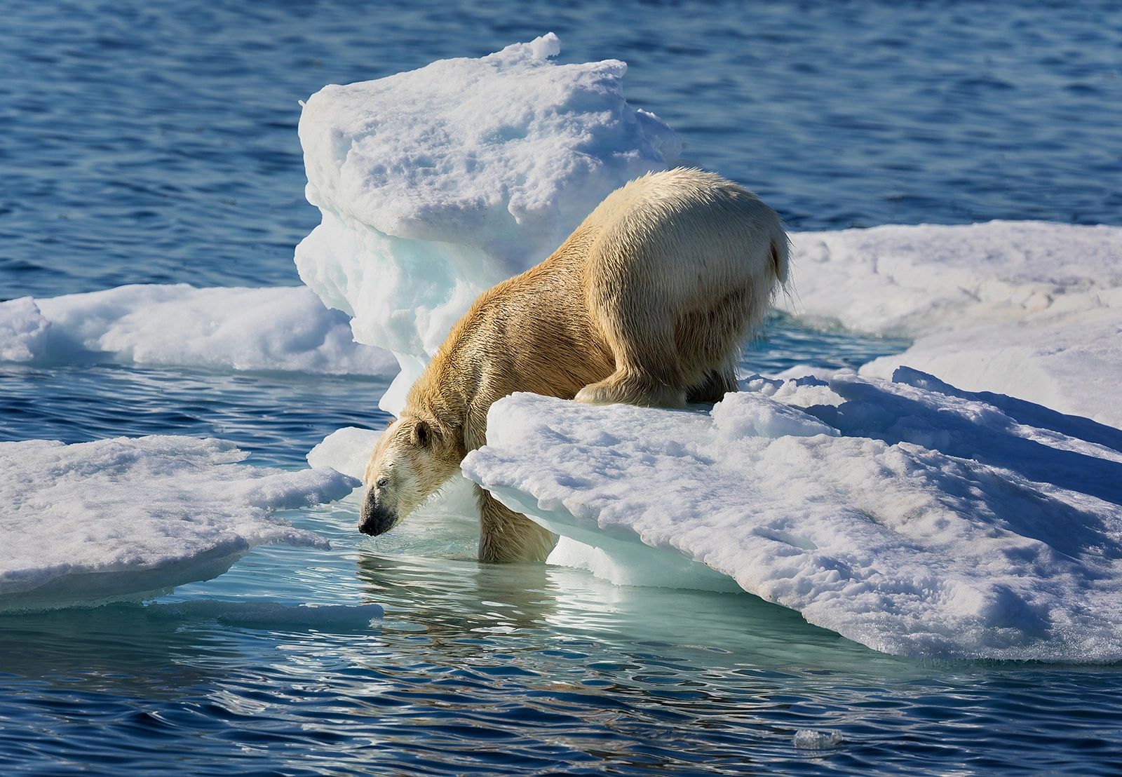 Polar Bear taken at 82 degrees North, on a photographic trip to Svalbard.