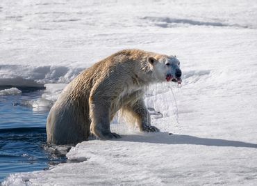 Polar Bear exiting the water with its prey, taken at 82 degrees North, Svalbard.