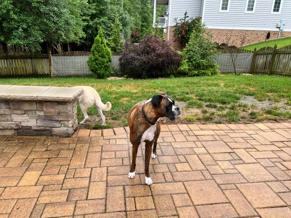 Boxer, American Labrador Retriever