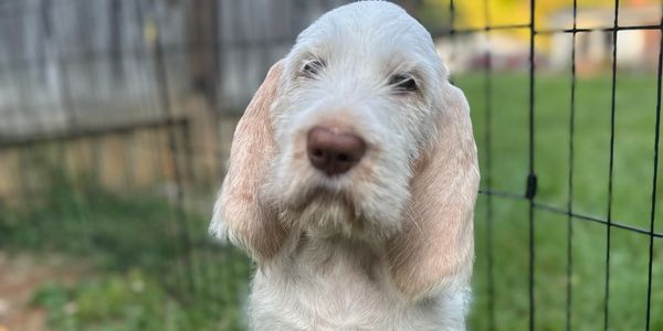 Orange roan spinone italiano puppy (etta) 