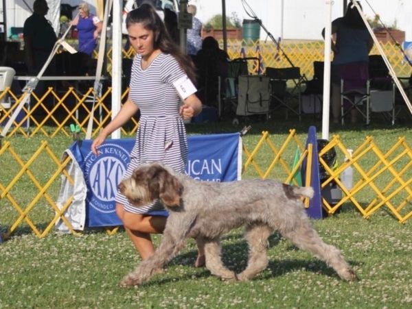 dog show
