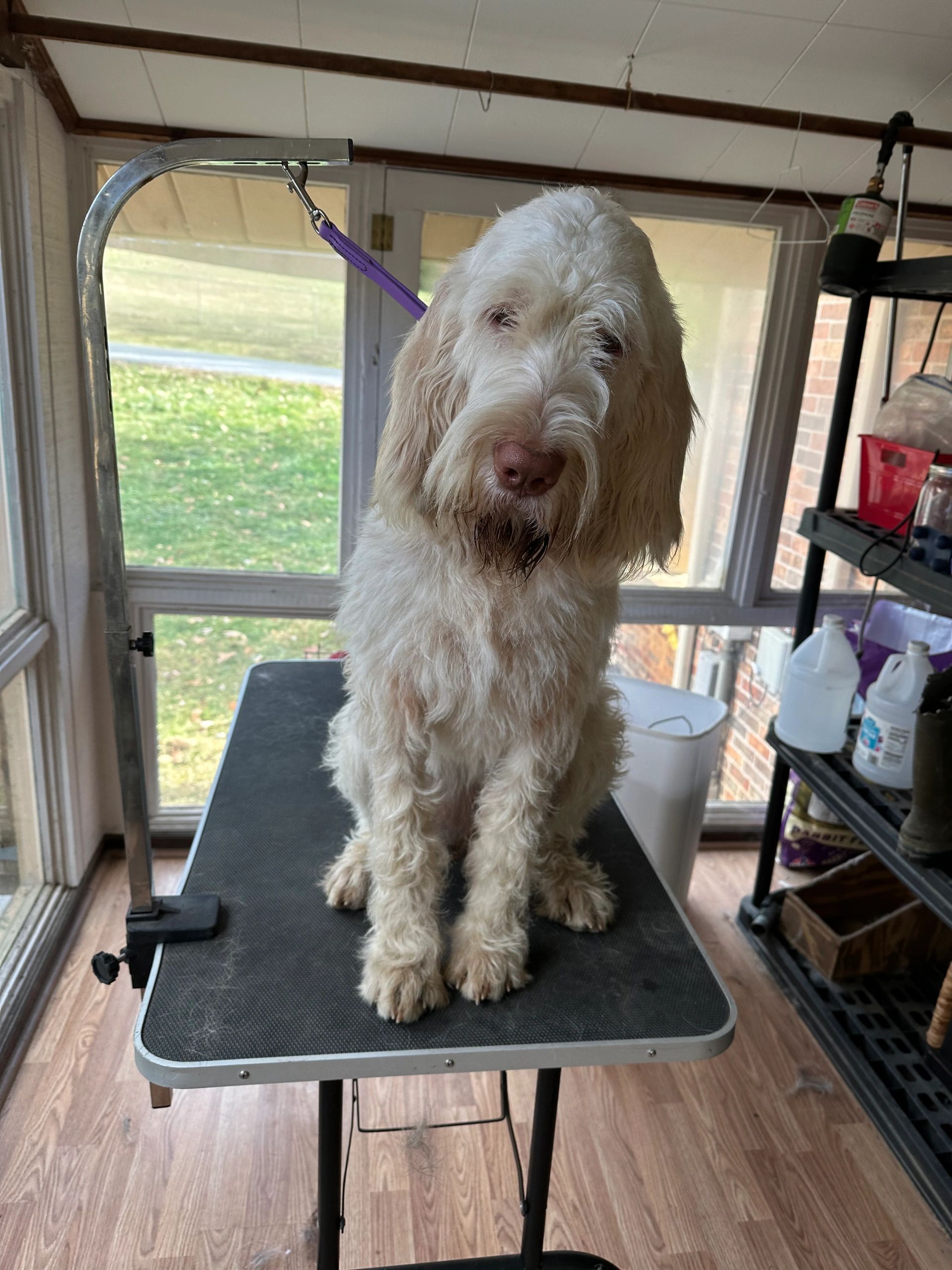etta (spinone italiano puppy) being groomed