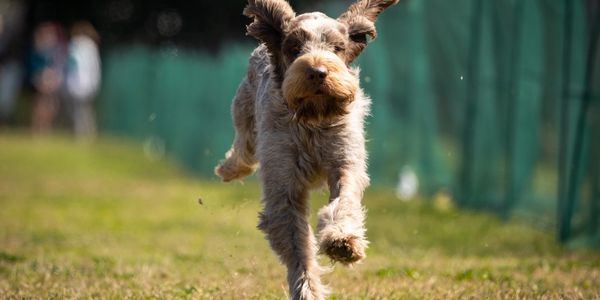 Spinione Italiano running fast cat