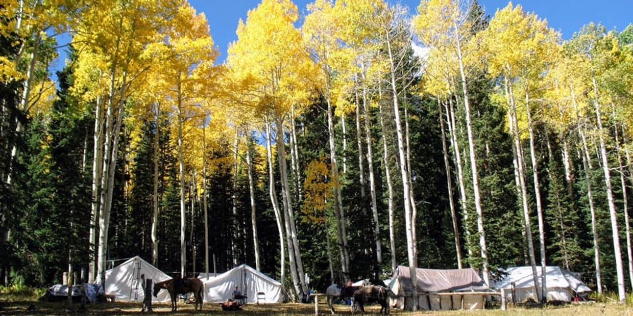 Tents with yellow aspens and horses