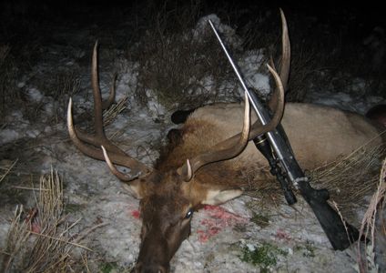 Bull elk in snow