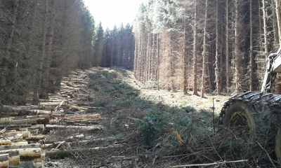 Timber harvesting