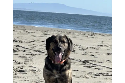 A happy dog sitting on a sandy beach with the ocean in the background.