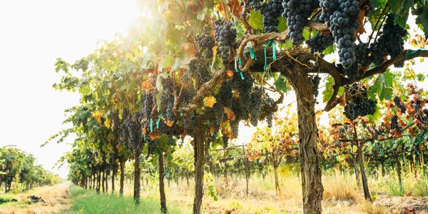 Sunlit vineyard with ripe grape clusters on the vines.