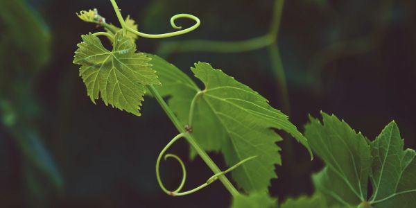 Close-up of grapevine leaves and tendrils.