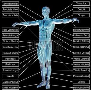 A diagram showing Anatomy and Physiology for Muscle names that are Atomical for Biotensegrity 