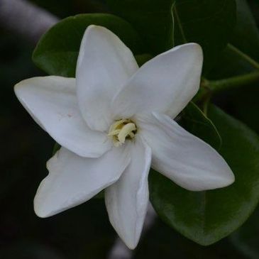 White Tahitian Gardenia growing at Koili Point