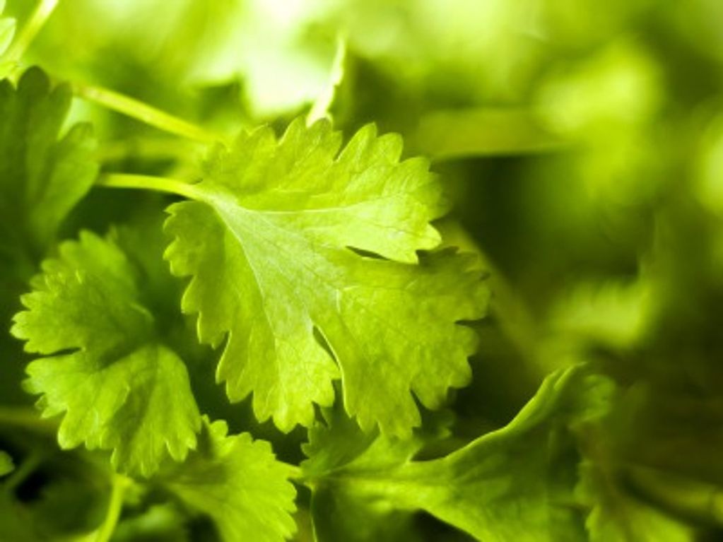 Coriander Herb Oil