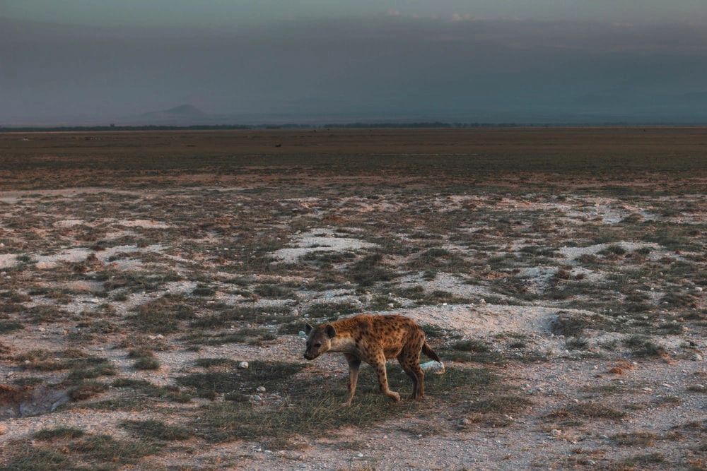 a lone hyena walks the wilderness