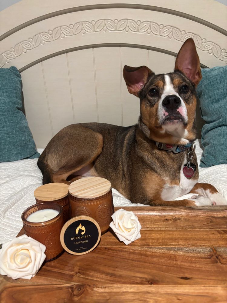 A dog lies on a bed beside lavender-scented soy candles and decorative white roses.