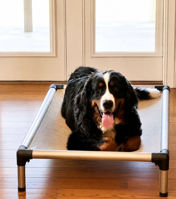 Bernese Mountain Dog resting on an elevated dog bed indoors.