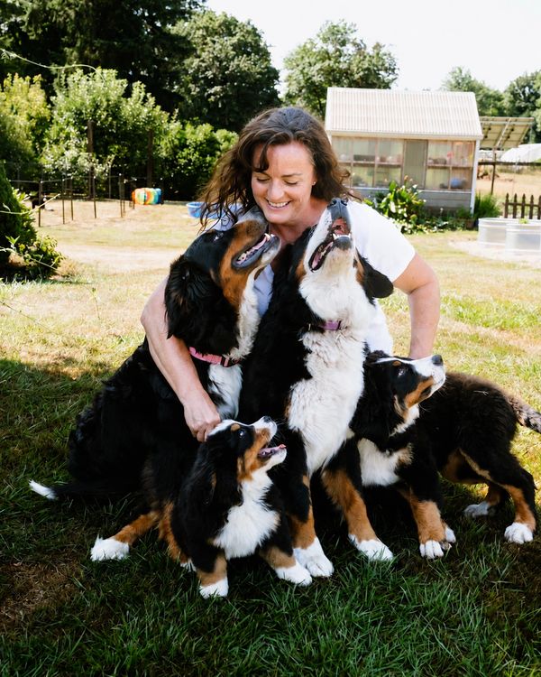 Woman joyfully embraces four Bernese Mountain Dogs outdoors.