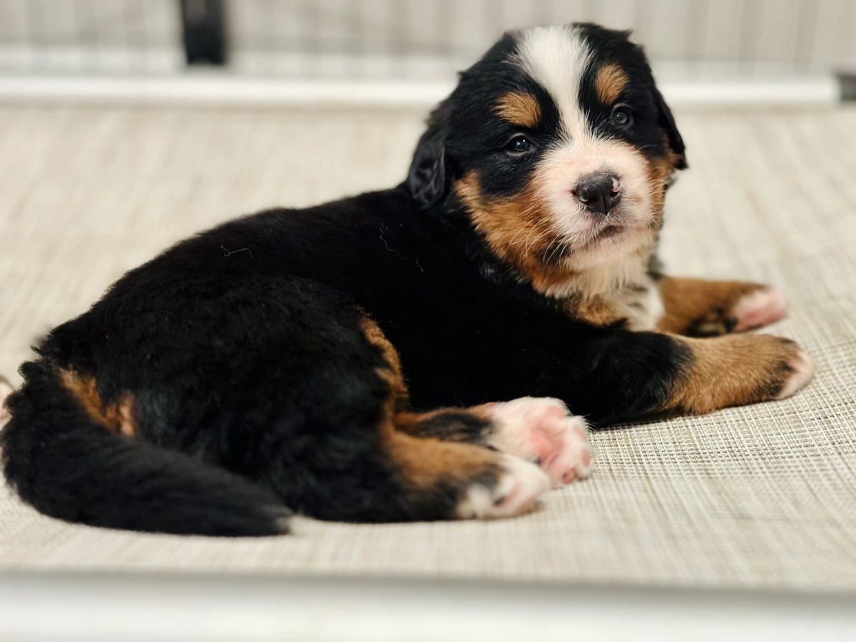 Cute puppy lying down and looking curious.