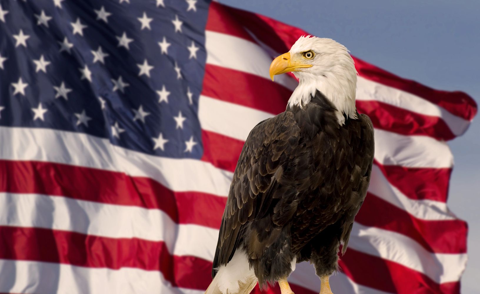 Picture of a eagle sitting in in front of american flag