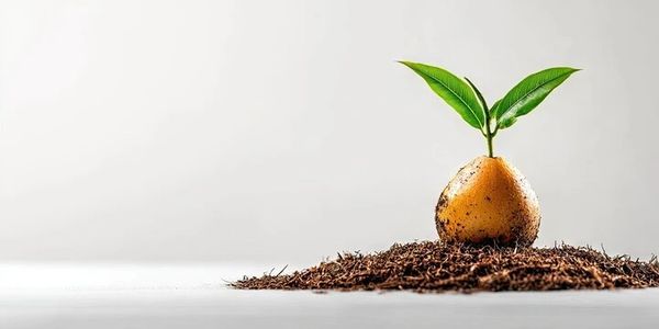 A seedling sprouting from soil against a plain background.