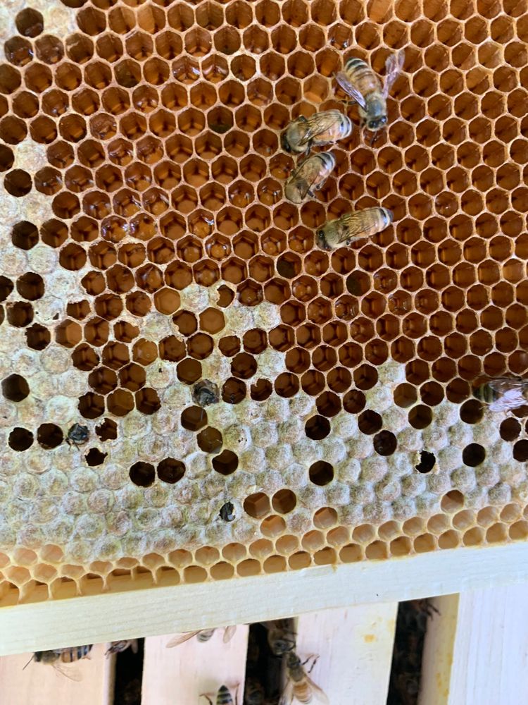 Bee brood hatching
